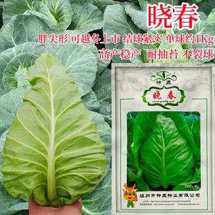 晓春牛菜心甘蓝子杂交一代种JXC春蔬甘蓝种籽包卷心菜四季菜种籽