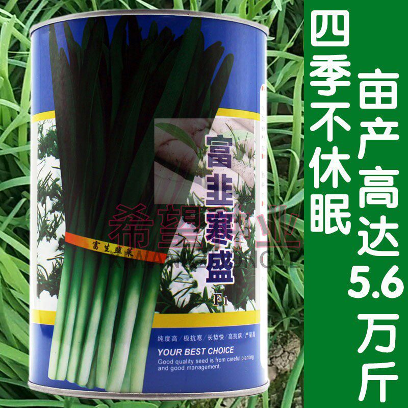 富韭寒盛韭菜种籽高产耐寒抗病不休眠四季播河南韭菜种子包邮
