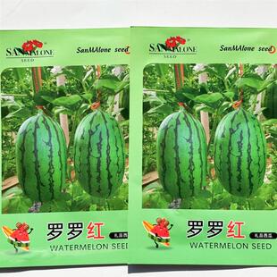 罗罗红西瓜种子早熟高糖礼品小西瓜种籽椭圆形红瓤薄皮耐裂吊瓜种