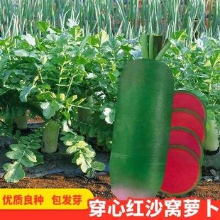 穿心红水果萝卜种子青皮红心沙窝萝卜种籽生吃脆甜良种蔬菜种子