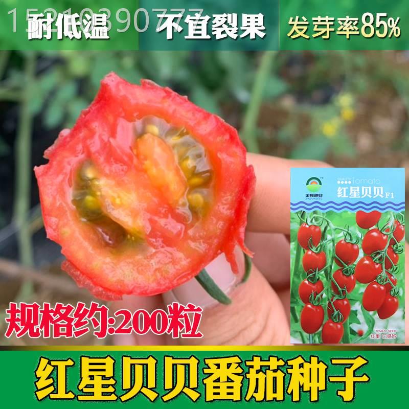 红星贝贝樱桃小番茄西红柿种子粉红果圣女果圆形金凯娜千禧果种籽