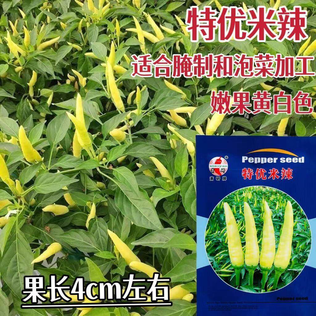 萧研特优米辣小米椒种子辣椒种籽特辣泡椒种春夏秋季大田高产抗病