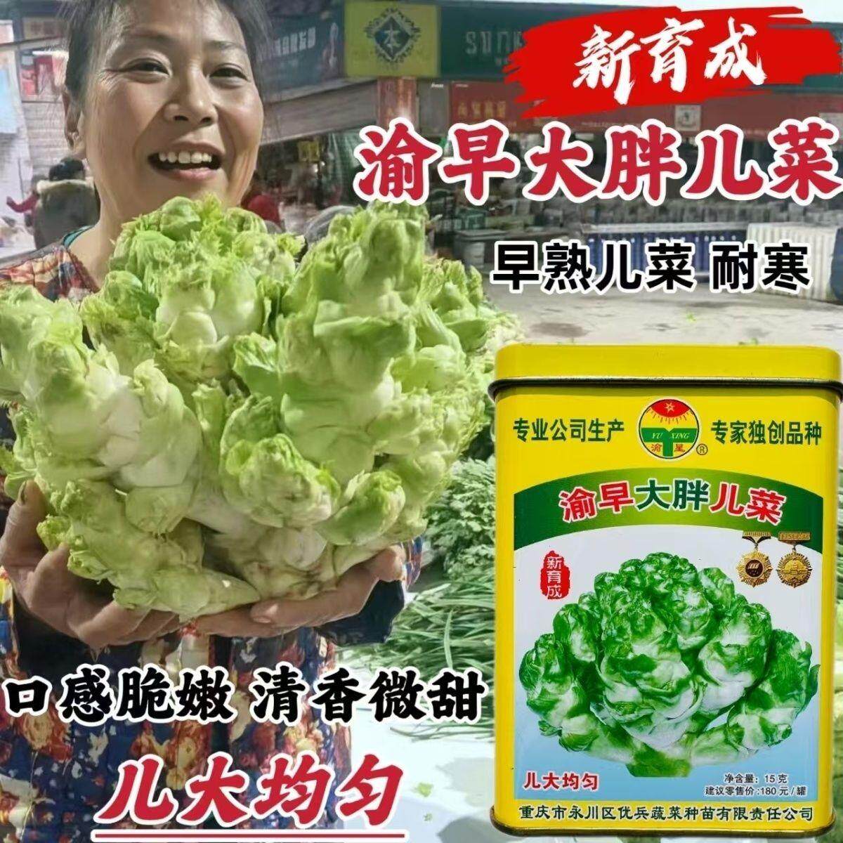 渝早大胖儿菜种子儿大均匀早熟儿菜籽耐寒口感脆嫩清香微甜秋季播