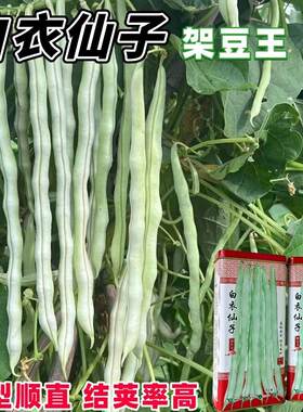 白衣仙子架豆王种子高产豆角圆棍无筋架豆四季豆条型顺直高产抗病