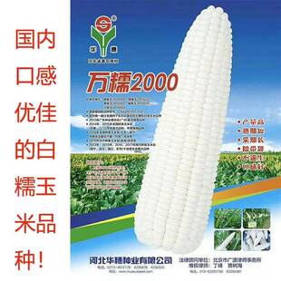 万糯188白糯玉米种子万糯2000糯玉米鲜食甜糯大棒玉米种