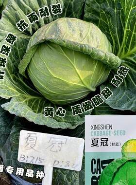 夏冠甘蓝种子中早熟圆球型包菜种籽抗病杂交耐热蔬菜种孑10克包邮