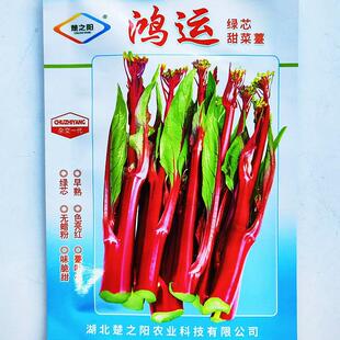 鸿运绿芯甜菜薹籽种菜心紫苔菜苔无苦蜡味无粉口PBA感佳红菜秋季