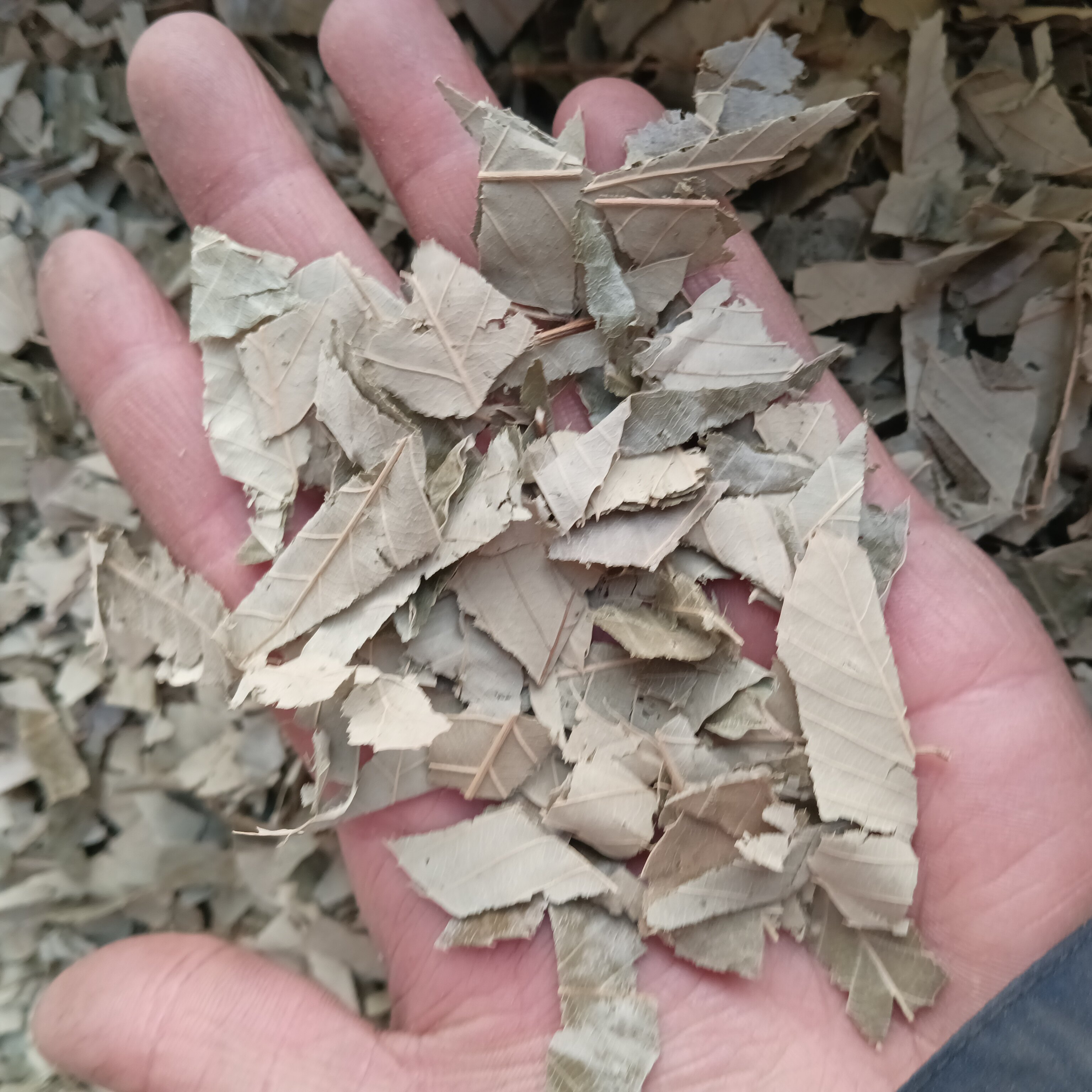 板栗叶 中药材板栗壳叶 风粟叶 毛粟叶板栗树叶