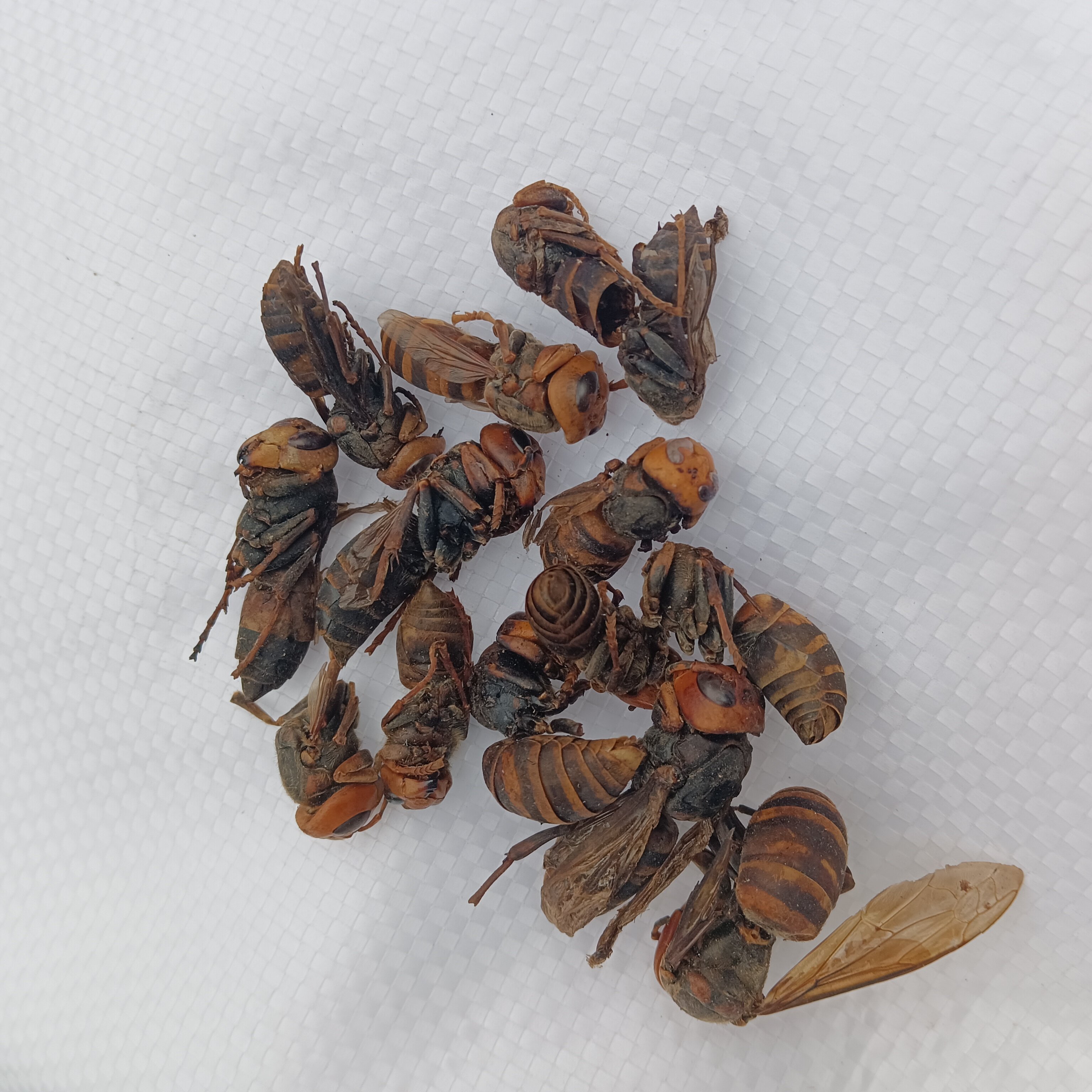 野生虎头蜂中药材生晒金环虎头蜂王胡蜂土蜂黑尾大黄蜂大马蜂泡酒