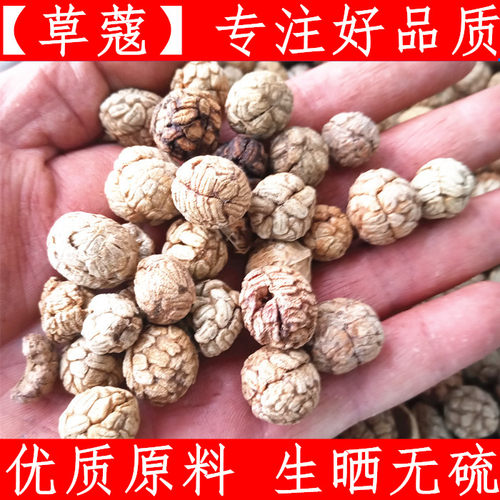 草寇仁500g中药材草豆蔻 老寇草扣 大草寇 新鲜干货一斤