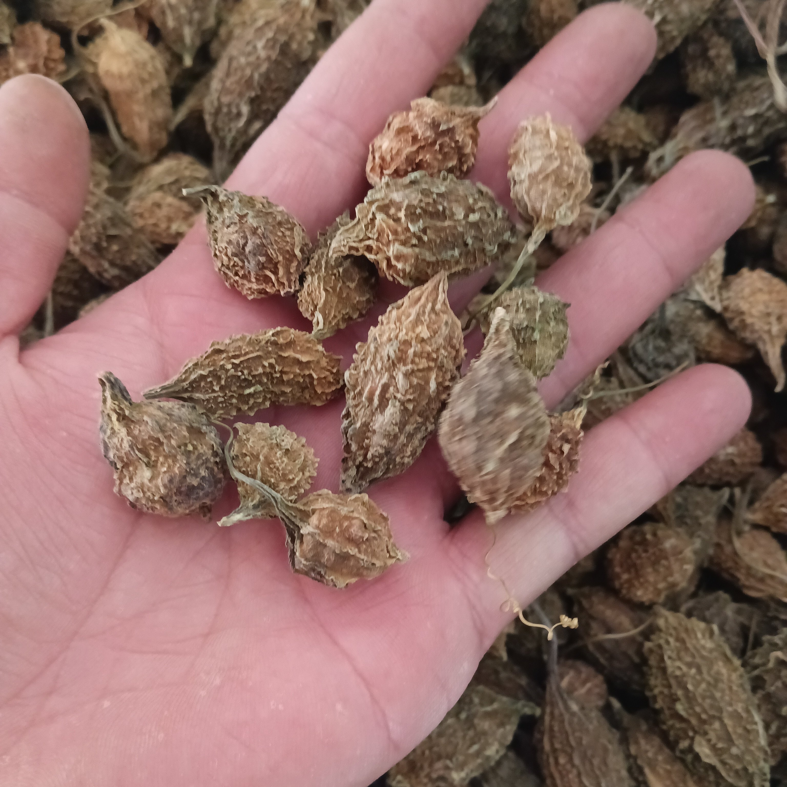 云南野生山苦瓜中药材干货土瓜王瓜苦瓜莲鸭卵瓜凉瓜中草药苦瓜茶