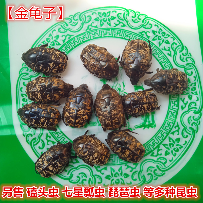 金龟子中药材 地狗子100g克包邮新货有七星瓢虫另售天牛 牛虻虫