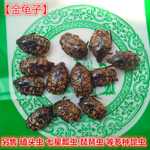 金龟子中药材 地狗子100g克包邮新货有七星瓢虫另售天牛 牛虻虫