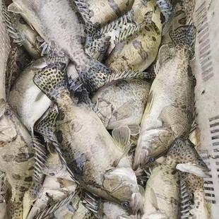 苏北生态新鲜鳜鱼鲜活桂鱼活鱼虾冷冻生鲜季花桂花鳌花鱼淡水鱼