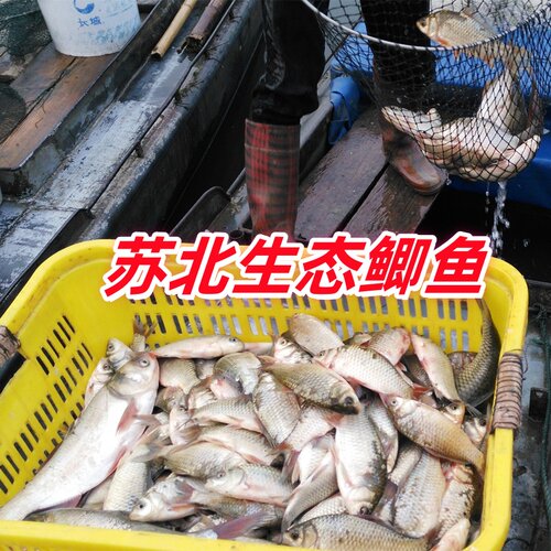 苏北淡水土鲫鱼新鲜孕妇奶月子炖汤补钙活鱼现杀冷链真空包邮