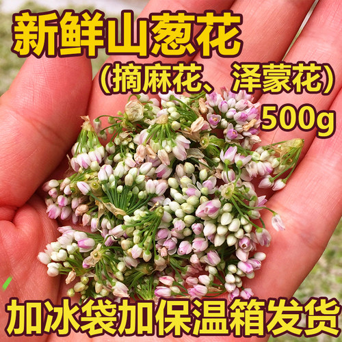 【鲜花】2026野生山葱花摘麻花