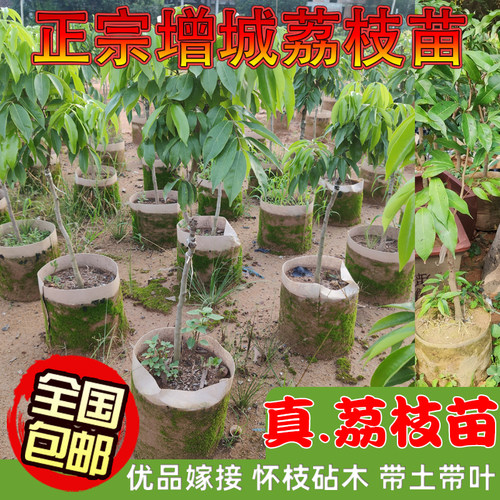 荔枝苗广州增城苗场直发嫁接果苗挂绿仙进奉冰荔无核带土带叶包邮