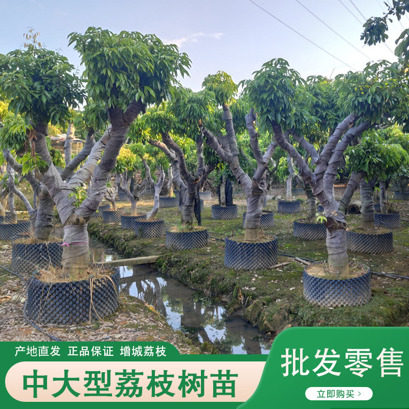 大型果树名贵品种荔枝树苗果苗