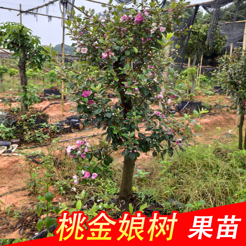 野生桃金娘树苗稔子大苗山捻子种盆栽阳台庭院绿化观花果树