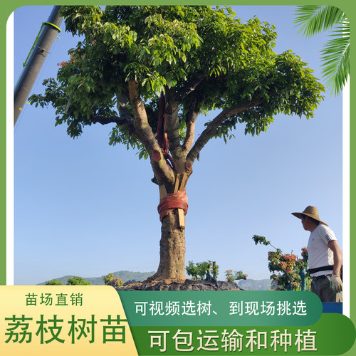 增城荔枝大型果树苗遮阳摘果