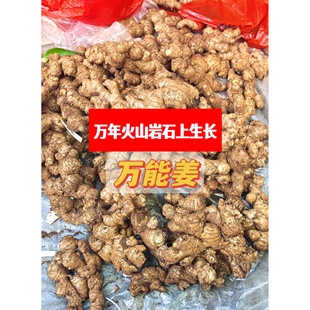 【奶奶家】万能姜 月子姜新鲜小黄姜 农产品