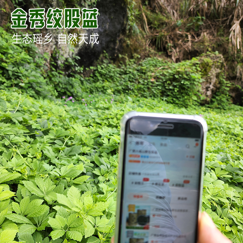 广西金秀大瑶山野生七叶绞股蓝新鲜五叶七叶胆中药材绞股兰甘味