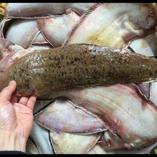 海捕龙利鱼0.7-1.3斤多补少退