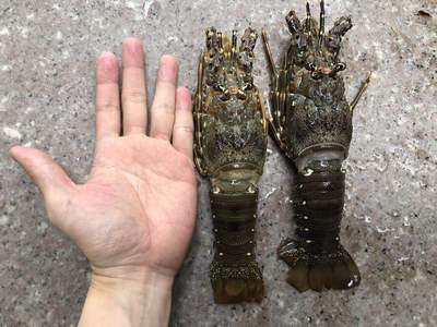 菜菜350克一只性价比超高龙虾