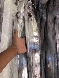 菜菜海鲜大带鱼肉厚适合红烧干煎0.8-3斤多/条多补少退2斤起拍