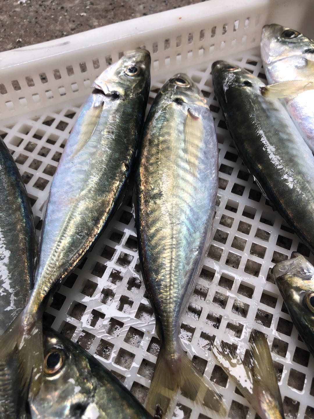 菜菜海鲜东山岛冷冻去内脏养殖巴浪鱼肉质细腻油脂丰富2-4条/400g