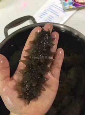 菜菜海鲜 冷冻已泡发好即食海参，解冻后即可下锅 5个左右/250克