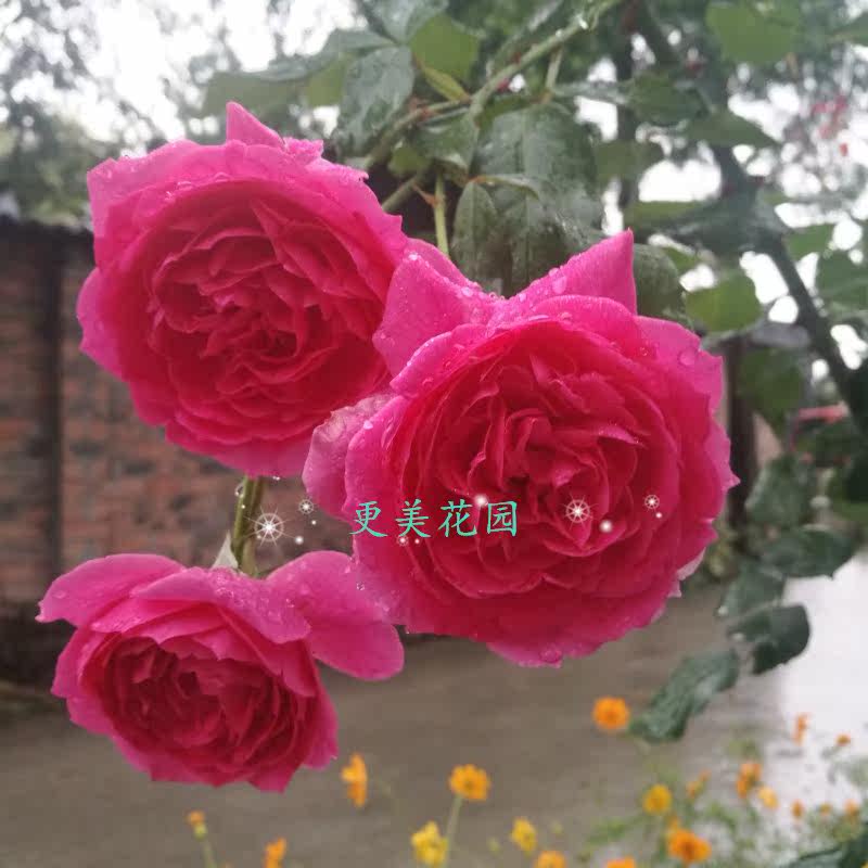 More beautiful garden Parade Climbing roses courtyard Potted plant Garden flowers and plants Growth Robust Botany Seedlingsin the Flower delivery/Flowers simulation/Plants gardening , Garden Plants/Trees/Fruit tree, Foliage/Flowering Shrubs category - from Buy2taobao.com to provide professional Taobao agent buy service