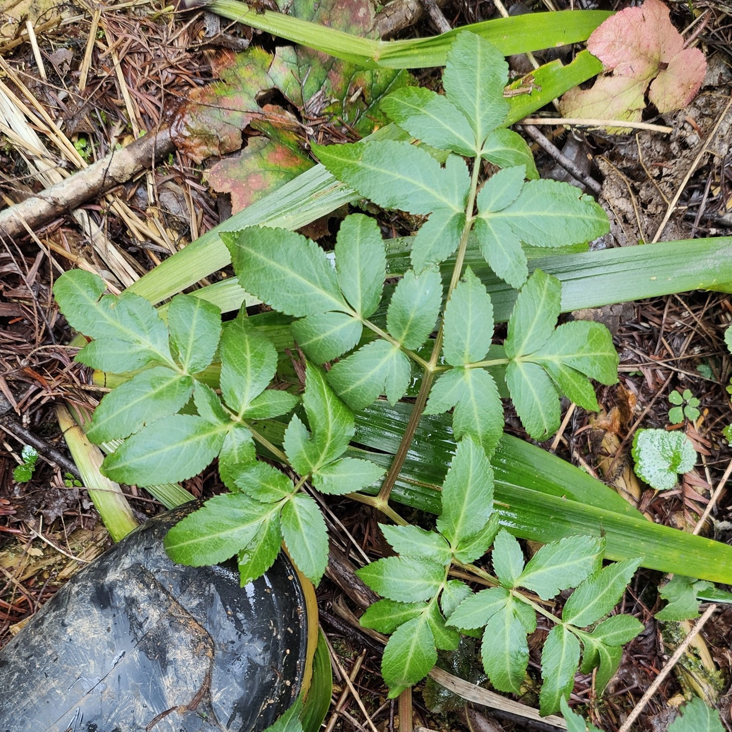 新鲜香独活 重齿毛当归 整颗2株