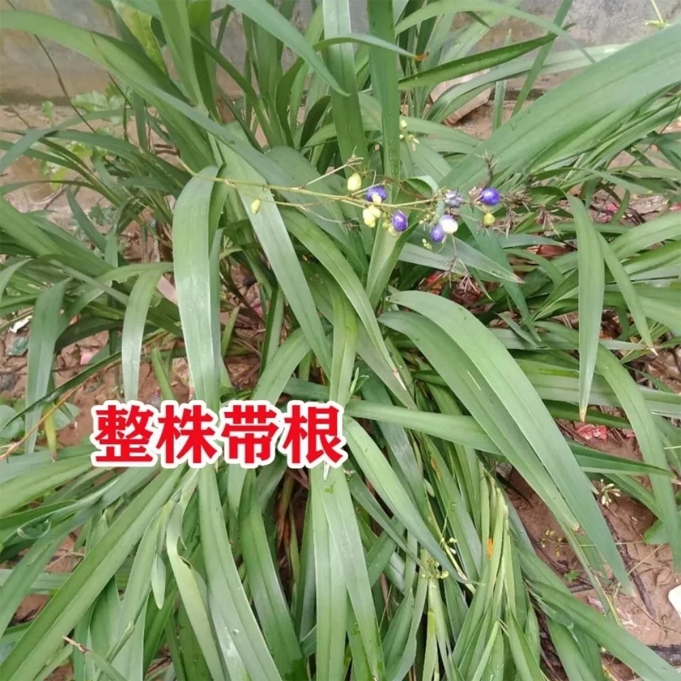 山菅兰根部图片