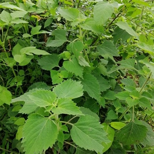 新鲜天然抹草广防风草 落马衣 排风草 土藿香 茉草荆芥500g包邮