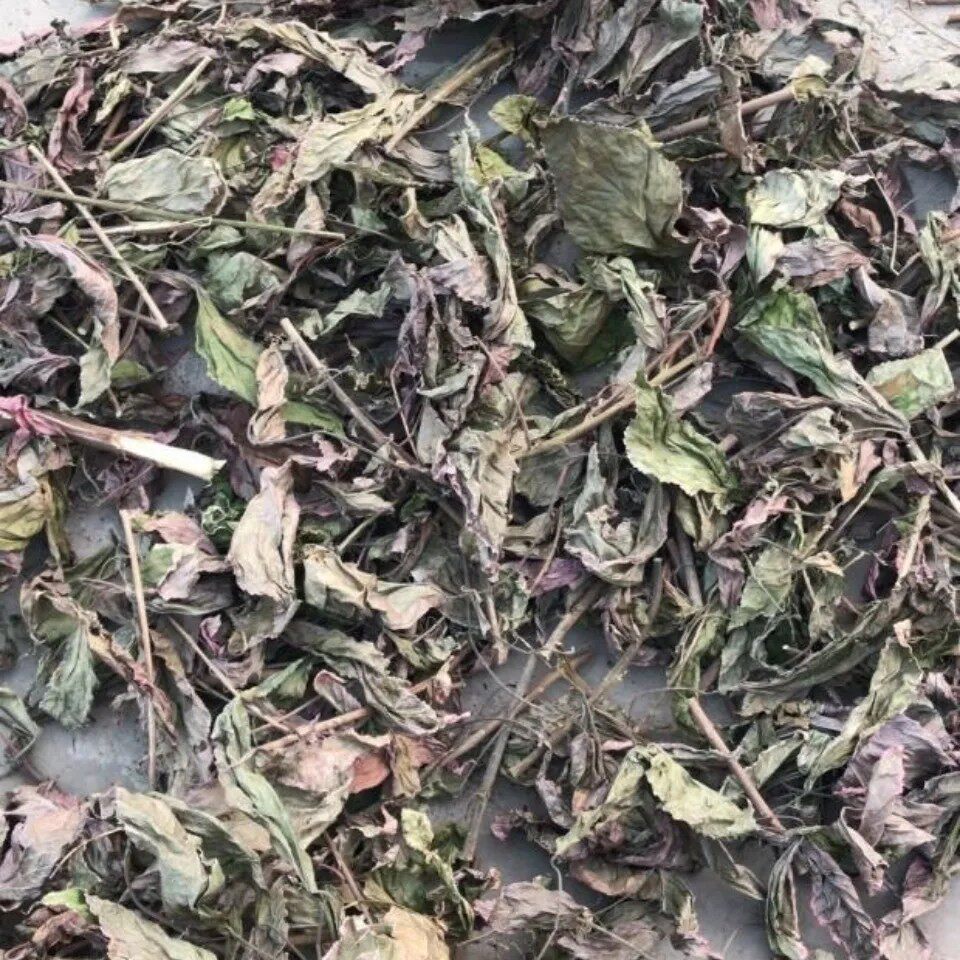 天然金边红桑叶 红桑叶 金边桑纯叶子 干货500g包邮
