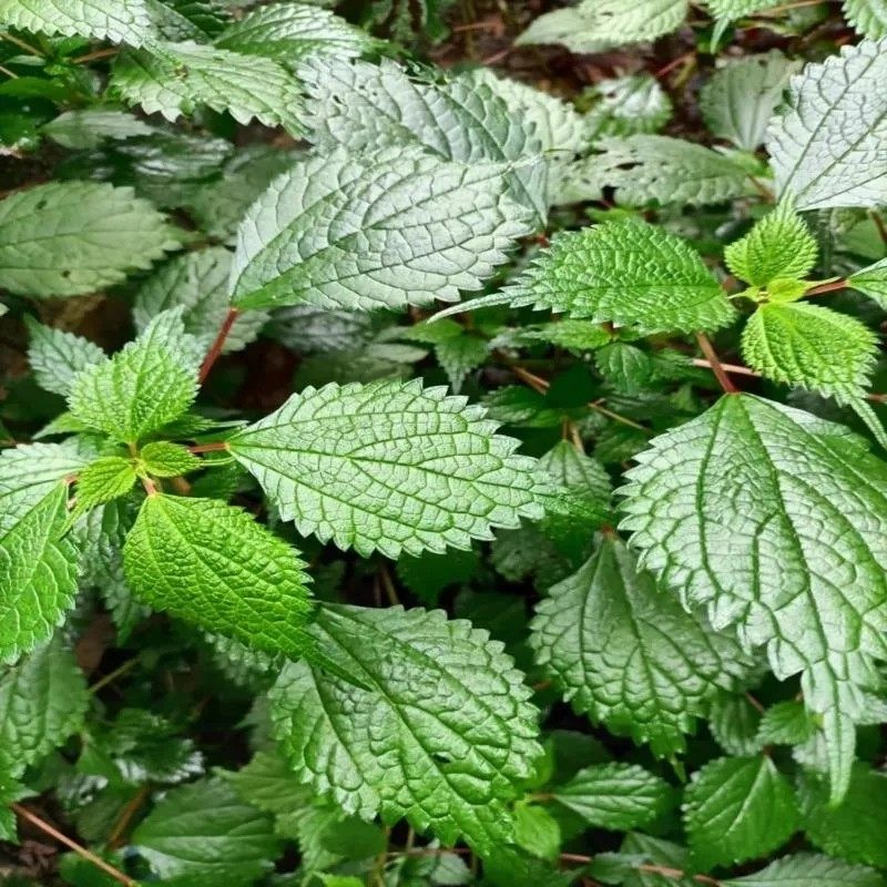 新鲜现采水麻 小红活麻 小赤麻 整棵全草500g包邮