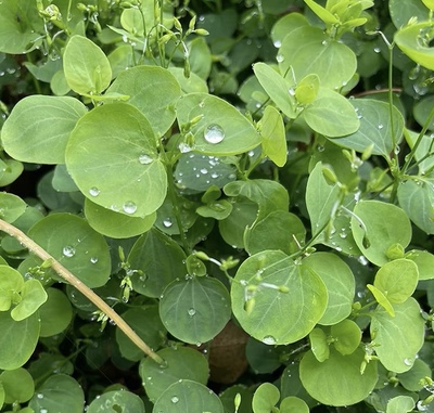 新鲜荷莲豆草 团叶鹅儿肠 穿线蛇 青蛇子 水青草对叶莲有米菜500g