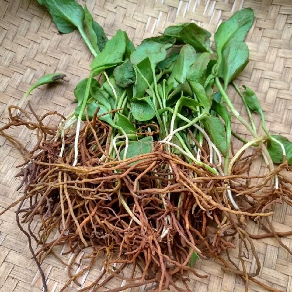 新鲜天然青草蛇吐须 一支箭 蛇咬子青藤瓶尔小草全草带根500g包邮