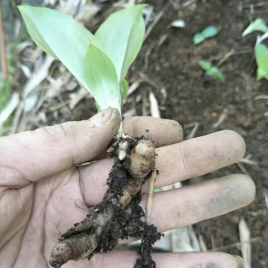 新鲜双肾子 双肾参 双肾草 双肾果 鸡肾参 肾阳草 干货250g包邮