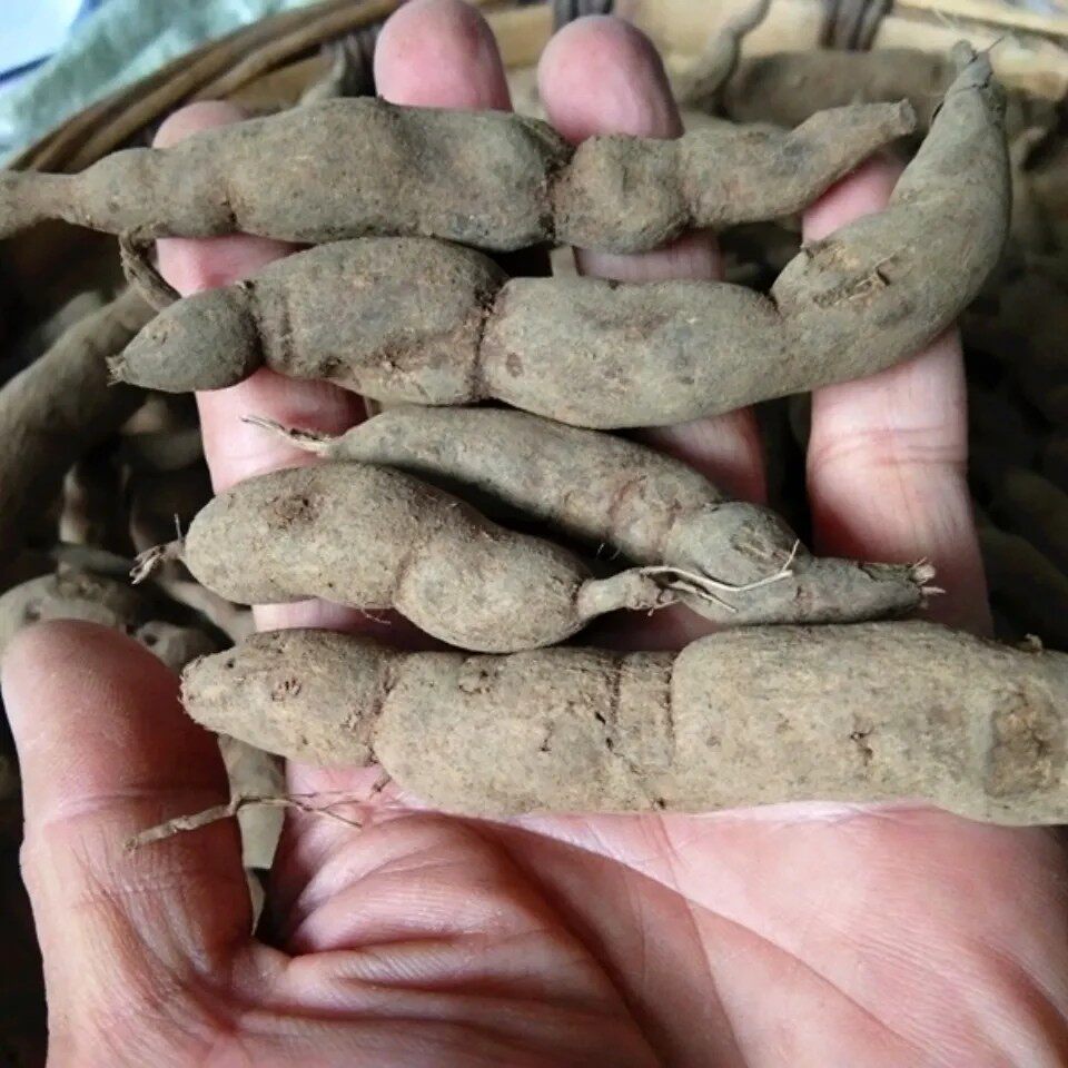 新鲜天然青草雪里开 地蕾根 单叶铁线莲 蛇松子 纯根500g包邮