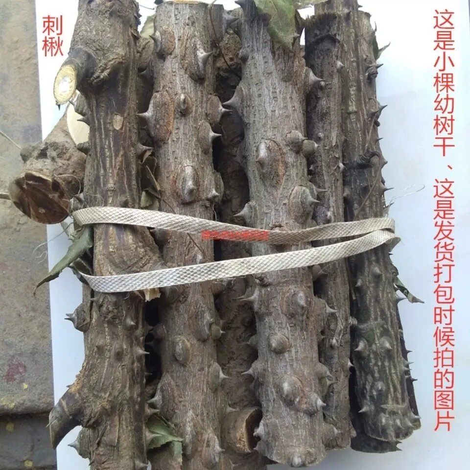 新鲜刺楸树皮 鼓钉刺 刺风树鸟不宿钉木树丁桐刺桐云楸树干货500g