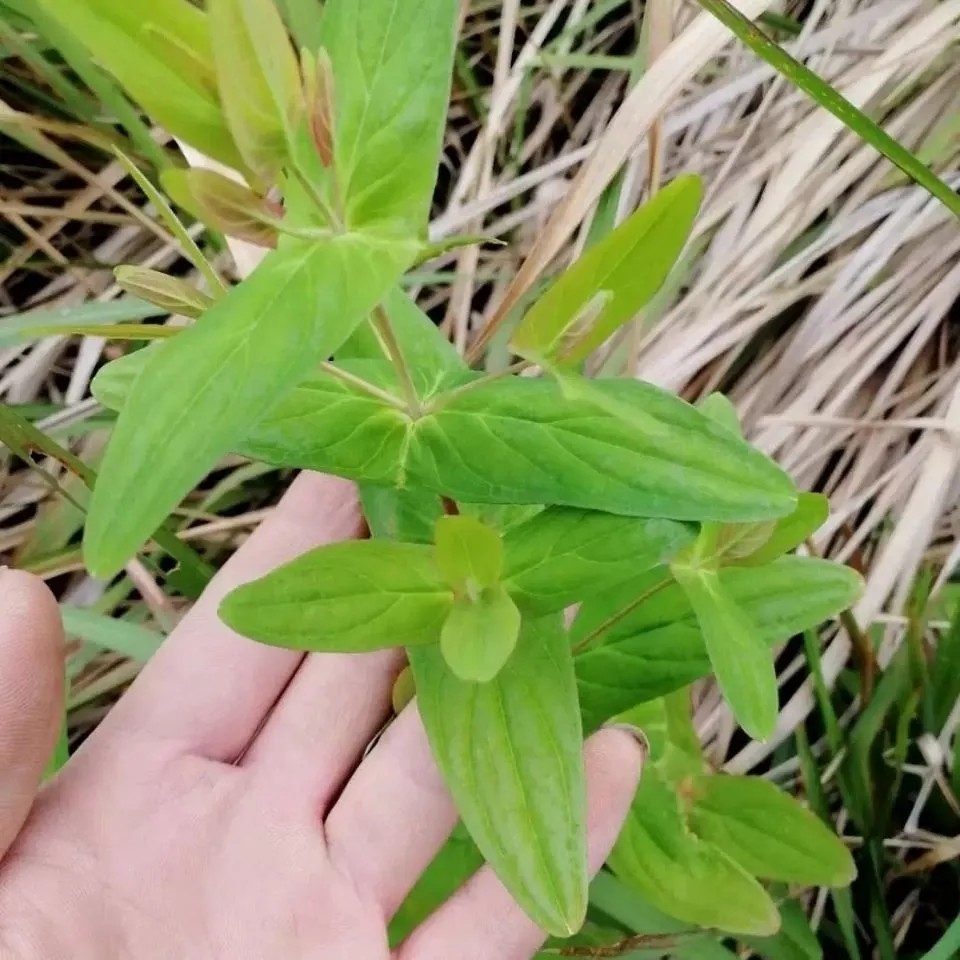 新鲜元宝草 合掌草 对月草 对经草 叶抱枝 哨子草 上天梯干货500g