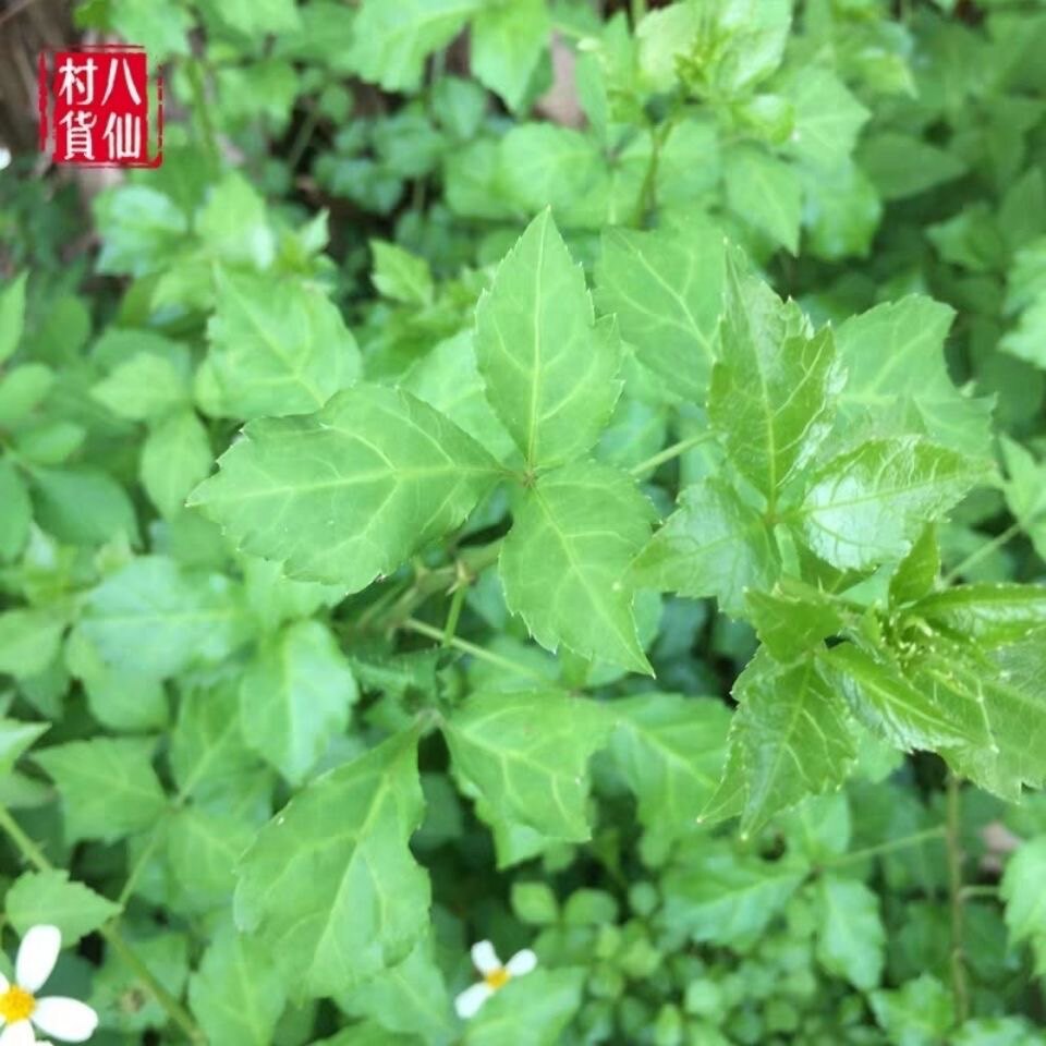 新鲜白簕枝叶白刺藤 三叶五加 刺三加 苦刺 三加皮枝叶500g包邮