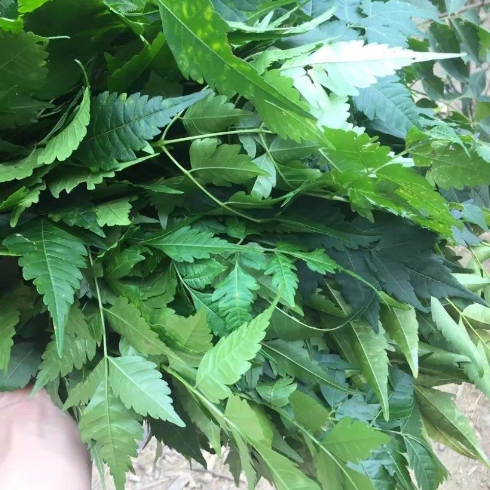 新鲜天然鲜活苦川楝树叶子 紫花树苦苓子 生苦楝叶 枝叶500g包邮