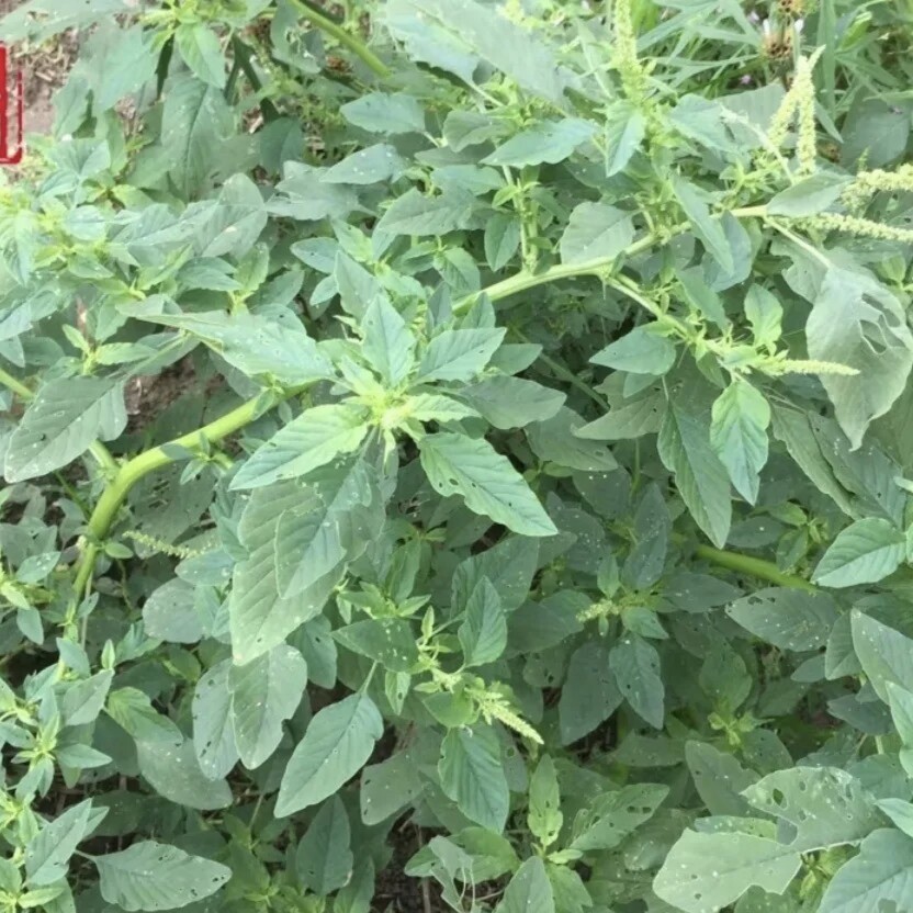 新鲜天然白刺苋菜 白梗野刺苋菜 假苋菜勒苋菜 全草带根 500g包邮
