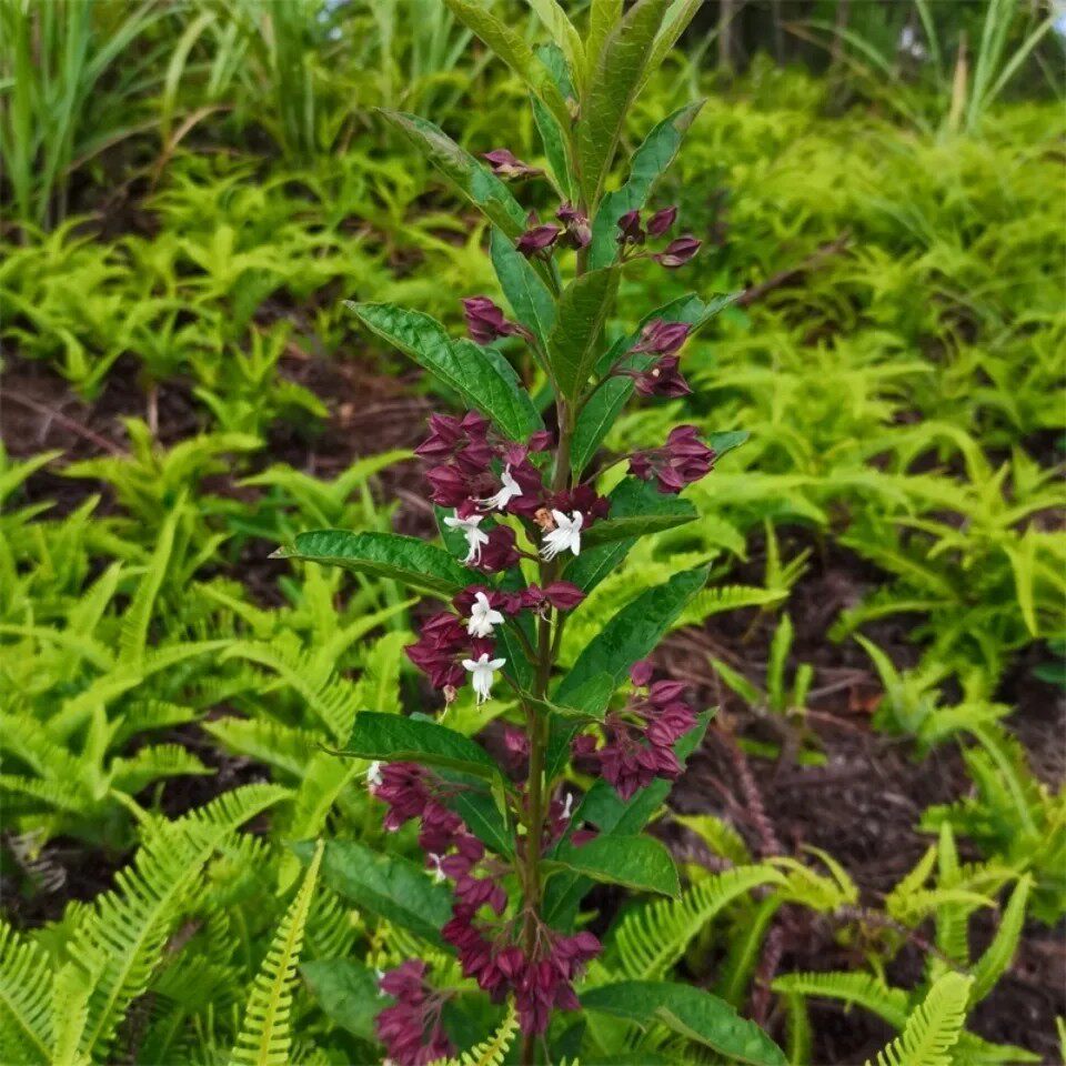 新鲜天然白花鬼点火灯笼苦灯笼白红花鬼灯笼土骨皮岗灯笼带根500g