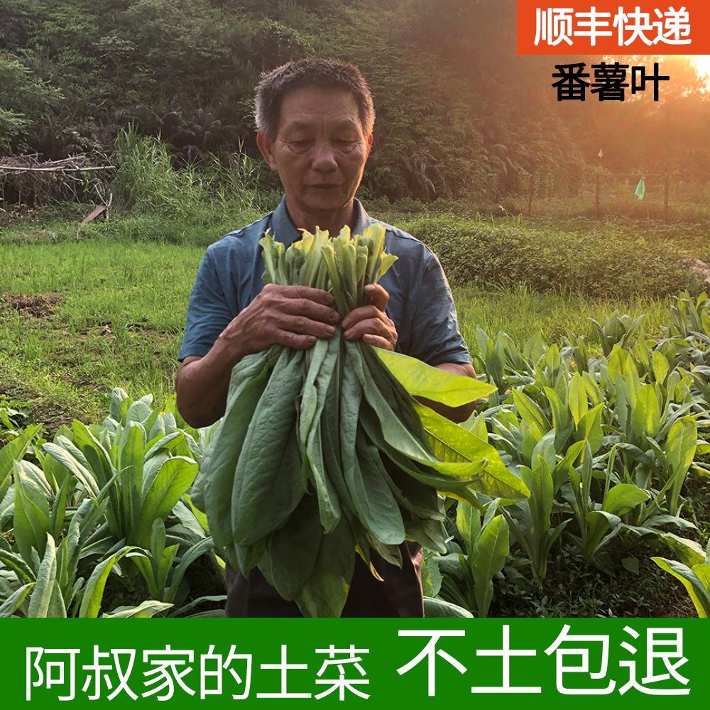 顺丰发货 蕃薯叶地瓜叶农家菜干水现摘新鲜食用红薯叶子露天种植