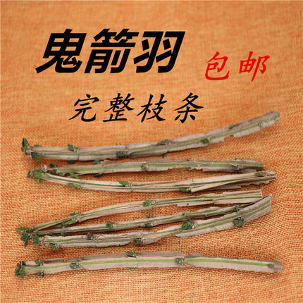 卫矛神箭六月棱八树四面戟四棱锋鬼箭羽9支/25元包邮鬼见愁蓖萁柴