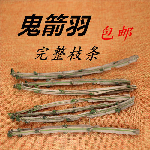 卫矛神箭六月棱八树四面戟四棱锋鬼箭羽9支/25元包邮鬼见愁蓖萁柴
